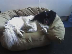 Pechinez imperial ,  monta